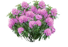 Rhododendron 23 cm potte